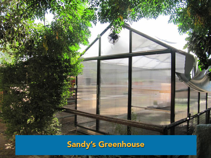 sandys-greenhouse