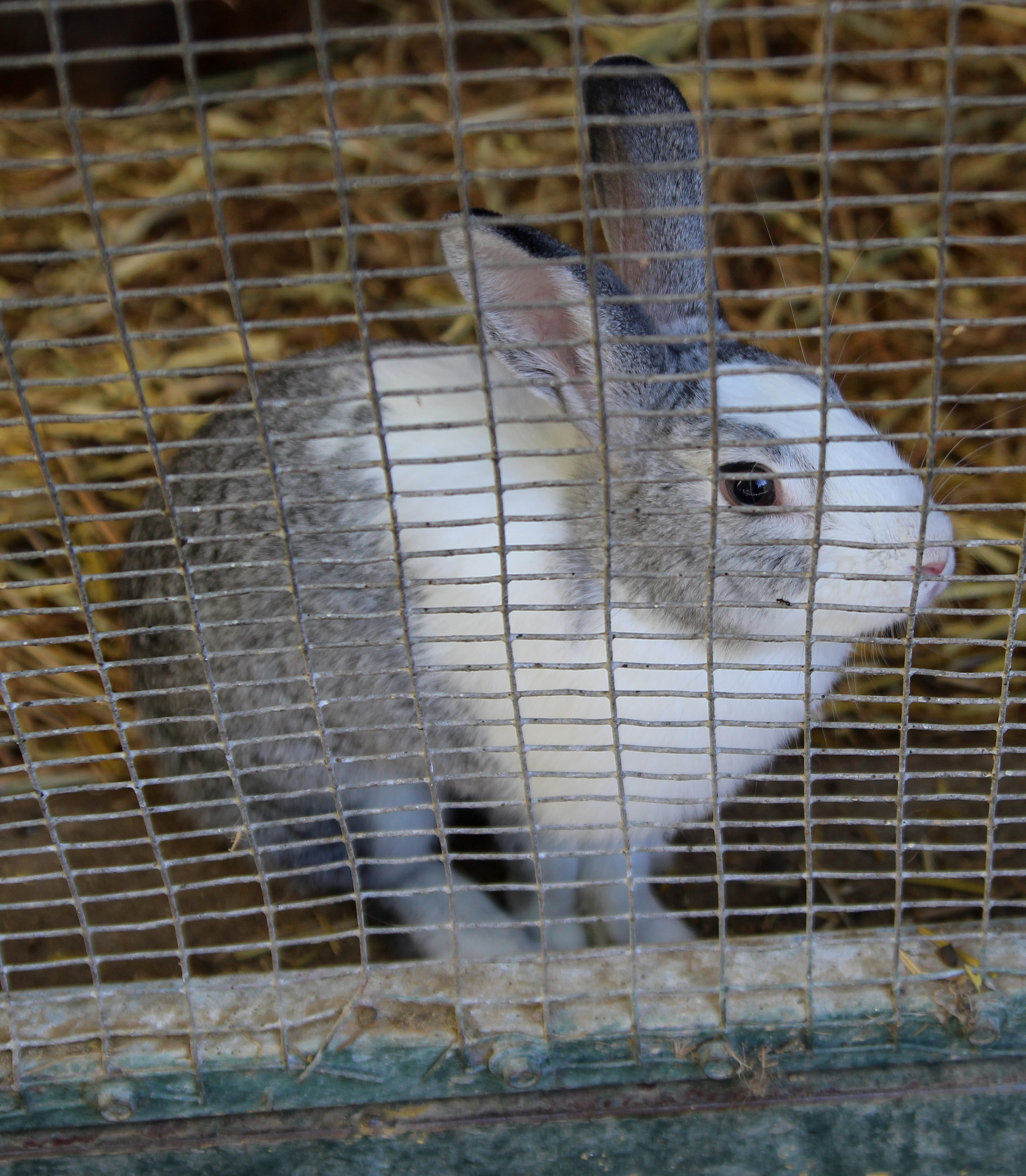 Rabbit in the Petting Zoo