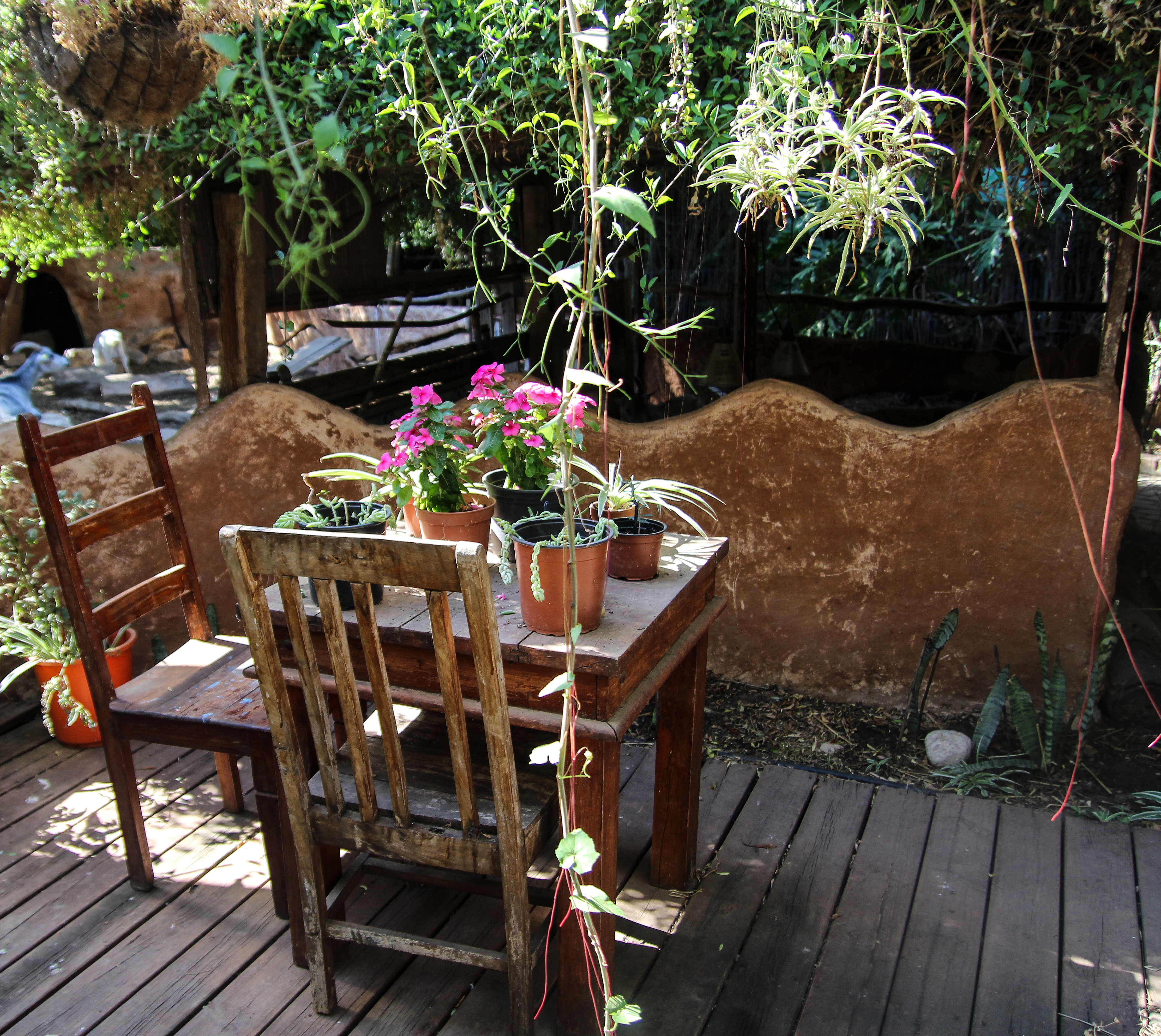Sitting Area in the Petting Zoo