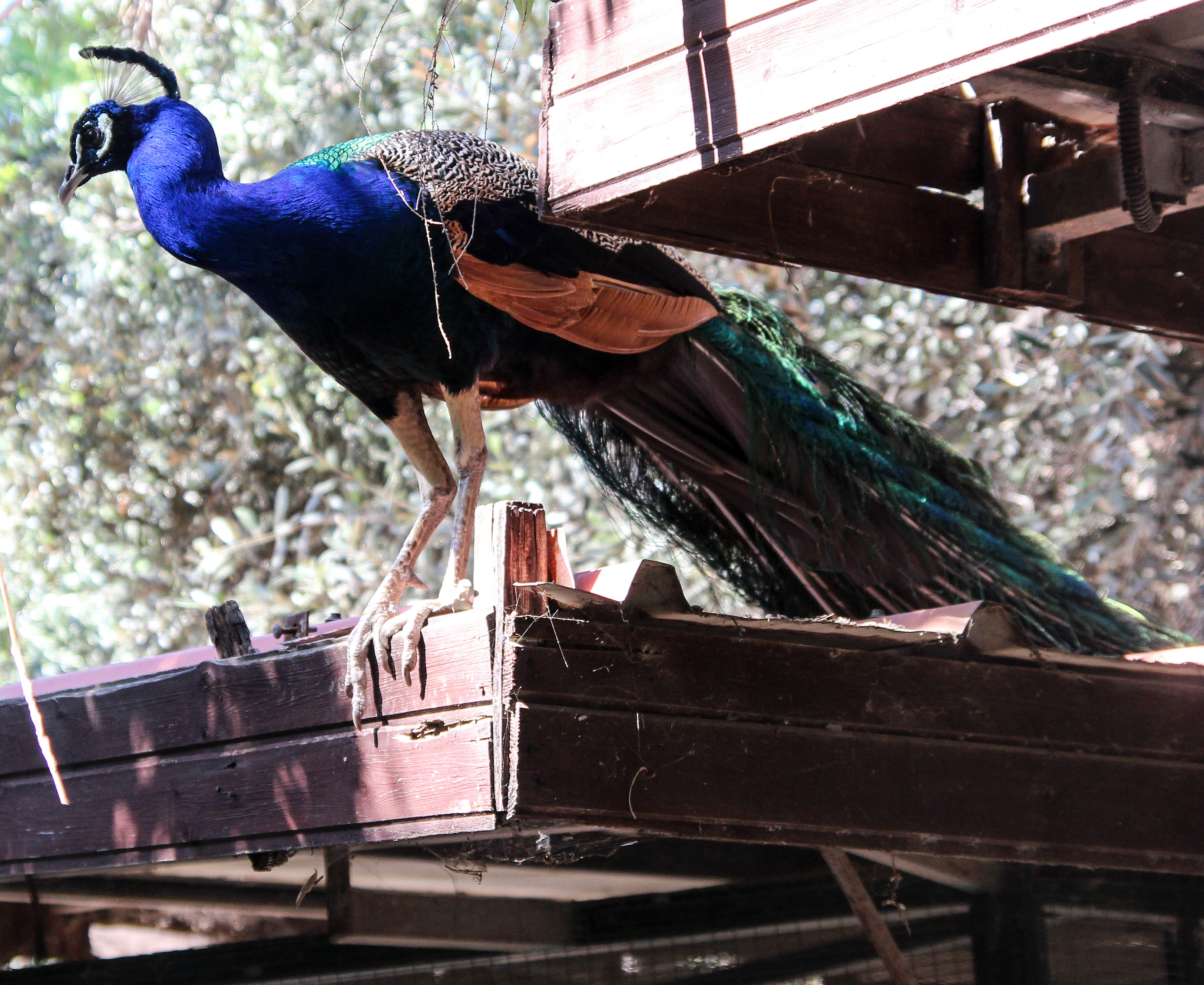 Peacock in the Petting Zoo