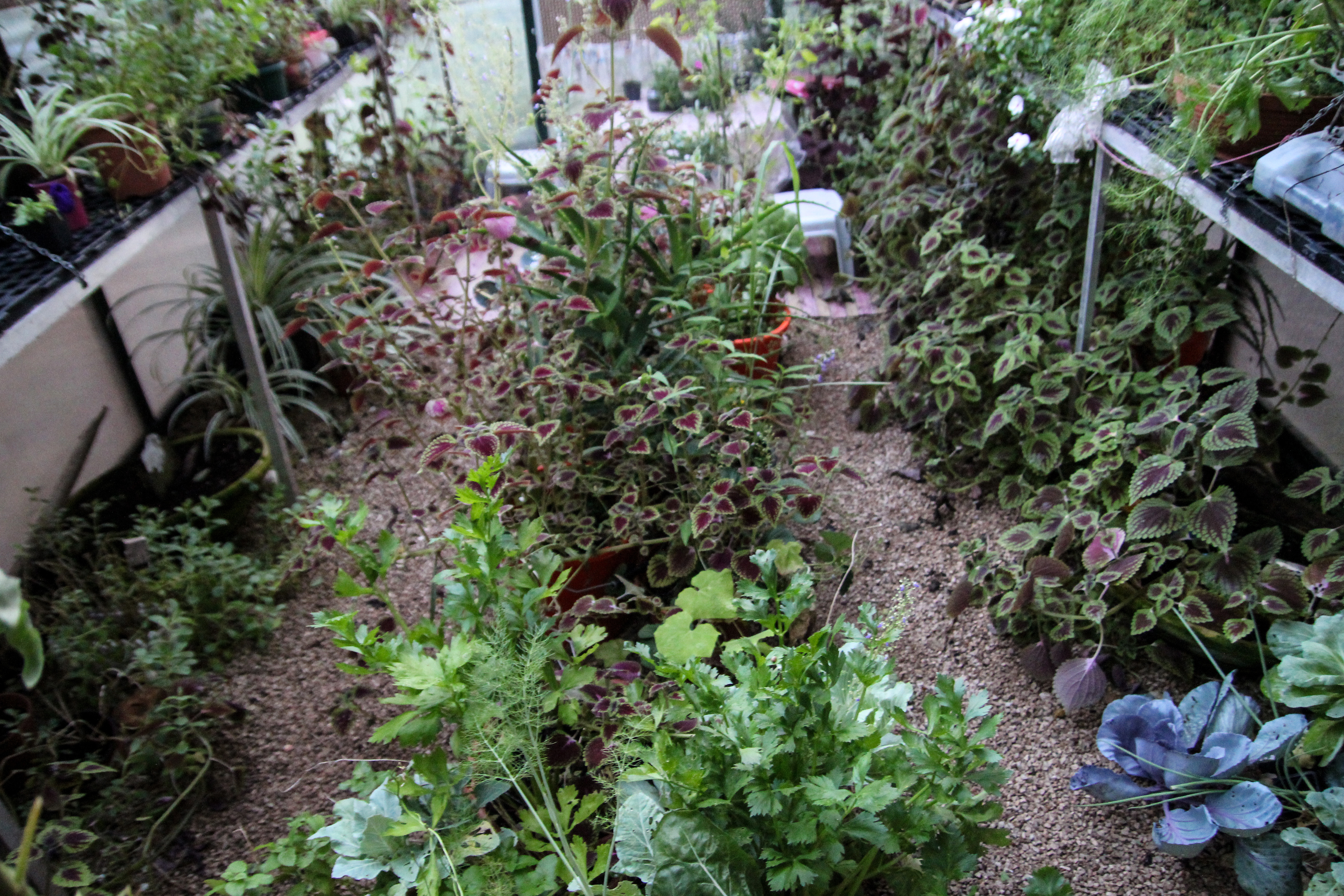 Sandy's Greenhouse