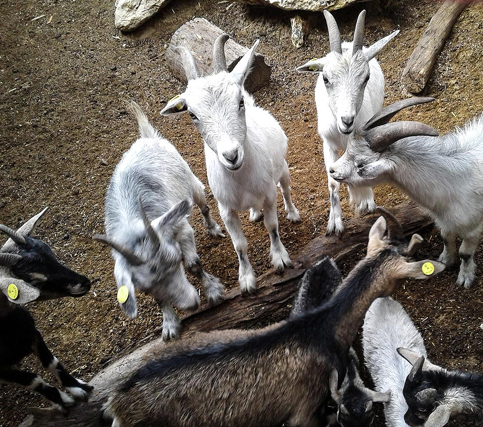 Feeding time for the goats