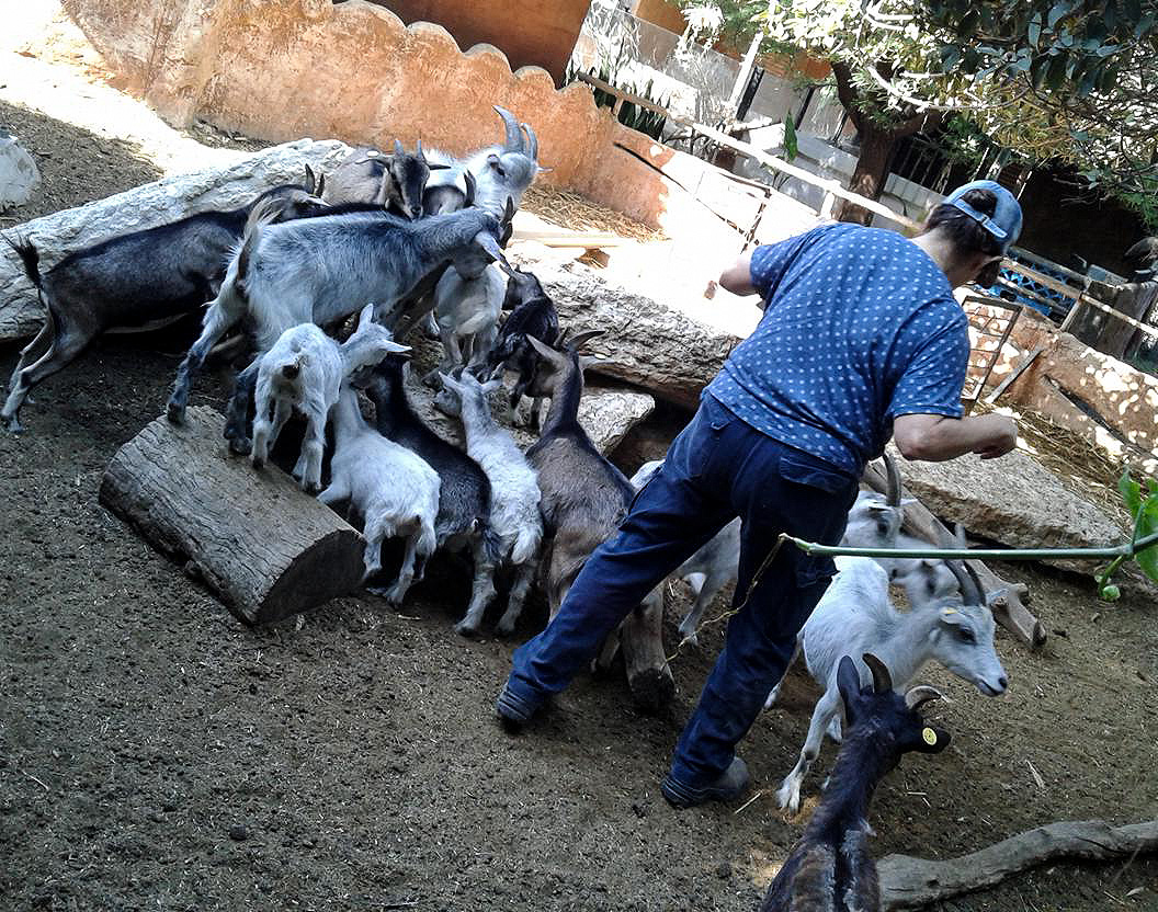 Ruchie feeding the goats